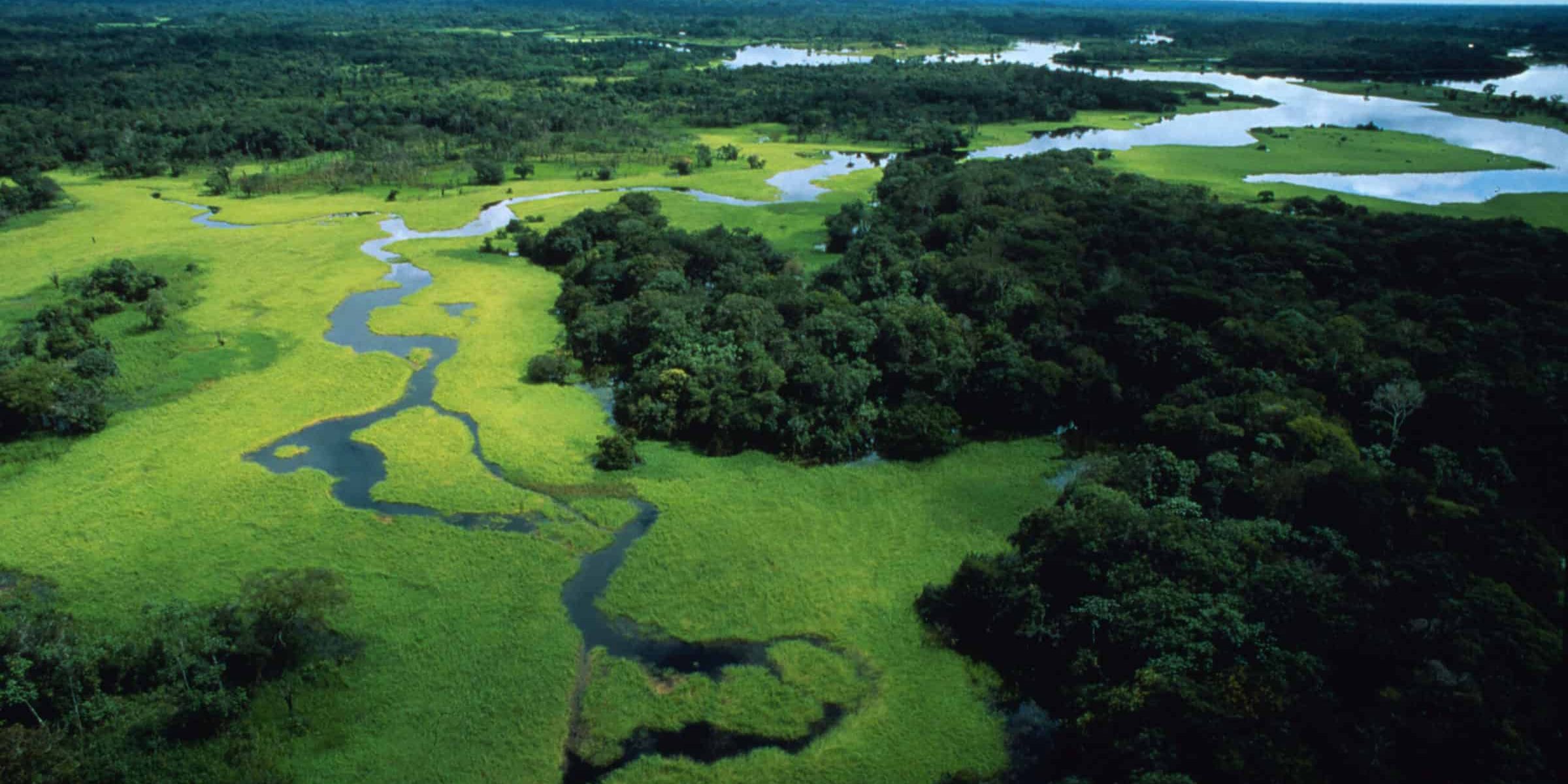 Aerial view of flooded forest during rainy season with floating plants, Rio Negro Forest Reserve, Amazonas, Brazil